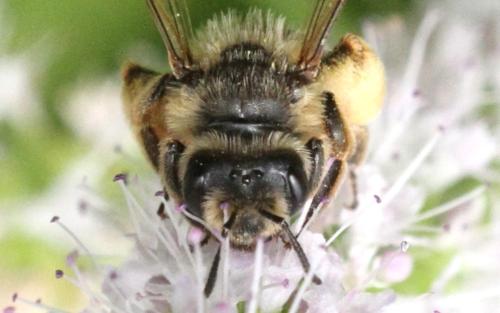 Andrena flavipes